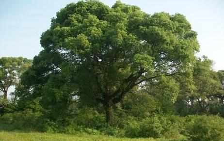 上海市樹是什么