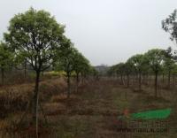 江西廣茂實(shí)業(yè)大量供應(yīng)樹形好的桂花紫薇櫻花_江西廣茂實(shí)業(yè)大量供應(yīng)樹形好的桂花紫薇櫻花供應(yīng)_江西南昌廣茂實(shí)業(yè)_中國園林網(wǎng)