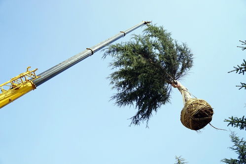 實業公司海奧園林公司多措并舉 為新機場建設添磚加瓦 &ndash;