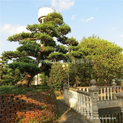 【羅漢松供應(yīng)|精品苗木、工程苗木江西井岡園林實(shí)業(yè)發(fā)展商鋪