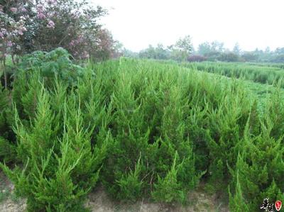 【龍柏,龍柏價格,河南龍柏,潢川龍柏】價格,廠家,圖片,灌木,河南開元園林生態實業-