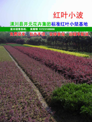 【紅葉小檗,紫葉小檗,紅葉小波,河南紅葉小檗,潢川紅葉小檗】?jī)r(jià)格,廠家,圖片,灌木,河南開元園林生態(tài)實(shí)業(yè)-