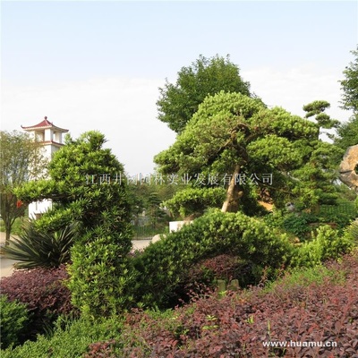 【羅漢松商|江西省吉安市吉州大道5號羅漢松】江西井岡園林實(shí)業(yè)發(fā)展羅漢松價(jià)格