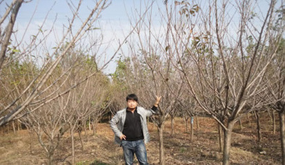 【日本櫻花,日本晚櫻,日本早櫻花基地】價(jià)格,廠家,圖片,喬木,河南開元園林生態(tài)實(shí)業(yè)-