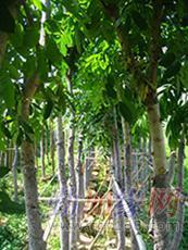 東莞黃花梨 名貴木材降香黃檀的市場價格與園林實業前景