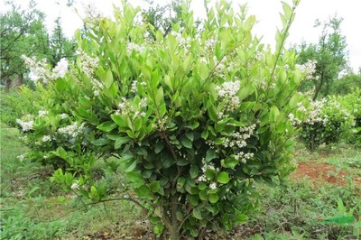 優(yōu)質(zhì)園林綠化苗木供應(yīng) 大葉女貞、小葉女貞球、金森女貞及其球型品種